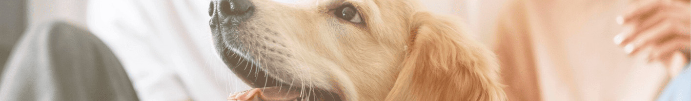 breadcrumb-background